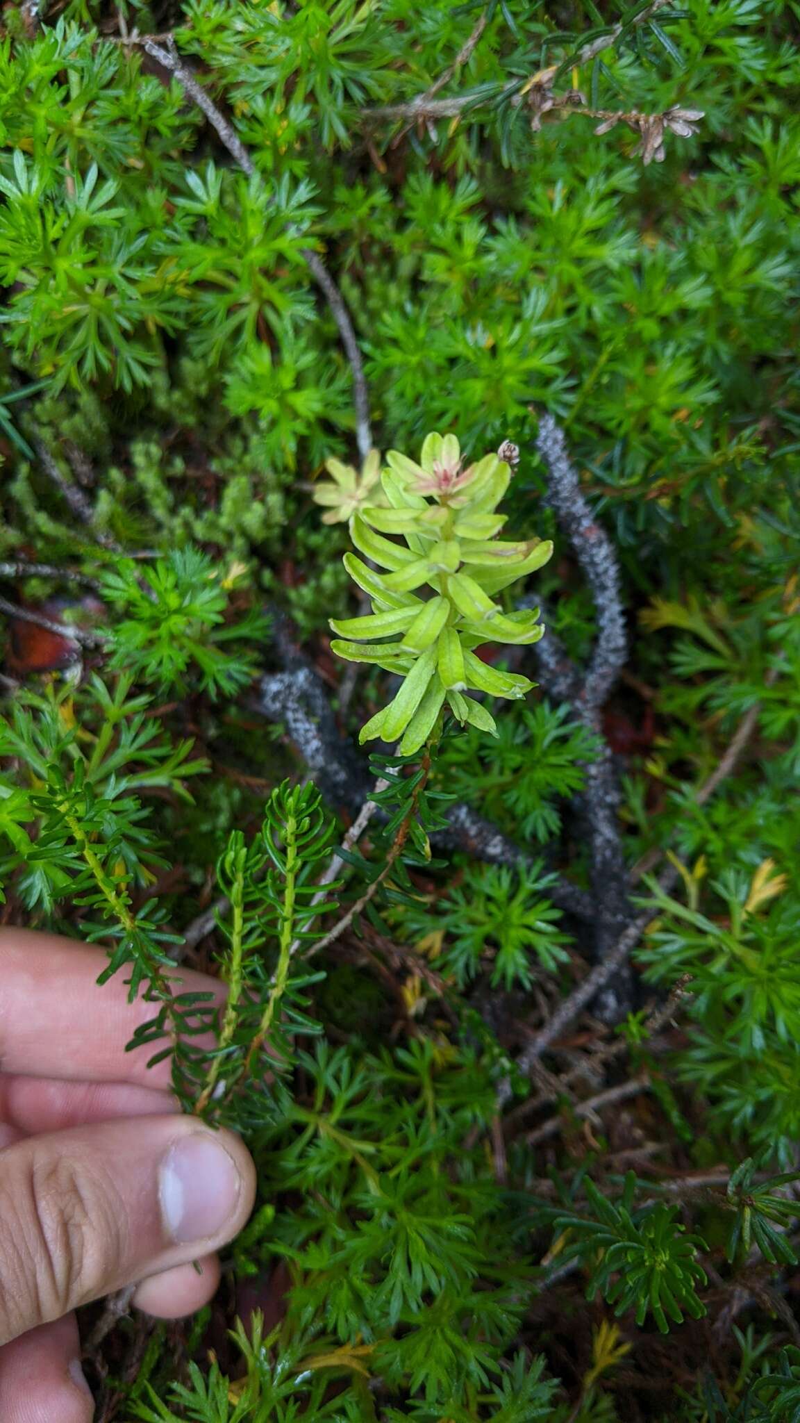 Image of Exobasidium phyllodoces (Savile) Savile 1976