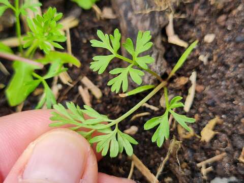 Imagem de Daucus carota subsp. sativus (Hoffm.) Schübl. & Martens