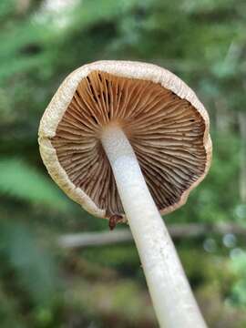 Image of Inocybe phaeocystidiosa Esteve-Rav., G. Moreno & Bon 1987