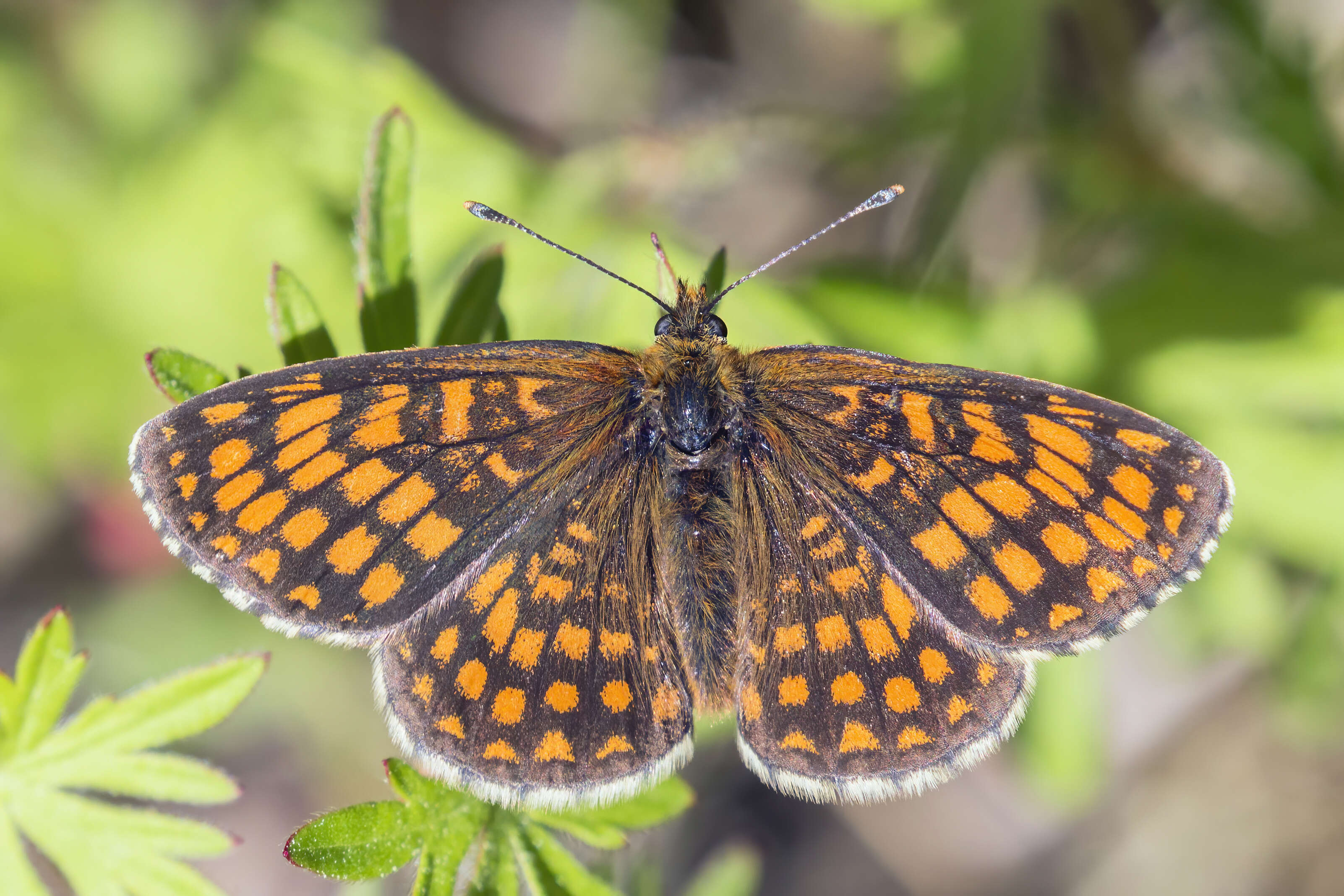 Image of Melitaea athalia