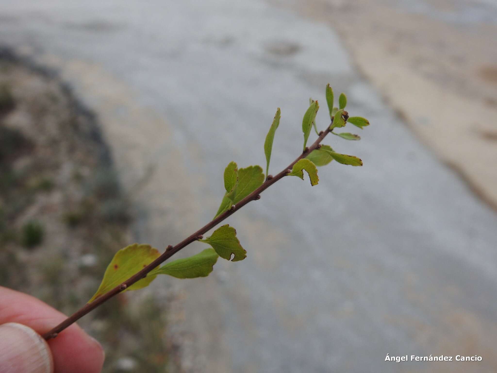 Image of Spiraea hypericifolia subsp. obovata (Waldst. & Kit. ex Willd.) Dostál