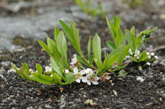 Plancia ëd <i>Prunus pumila</i> var. <i>depressa</i>