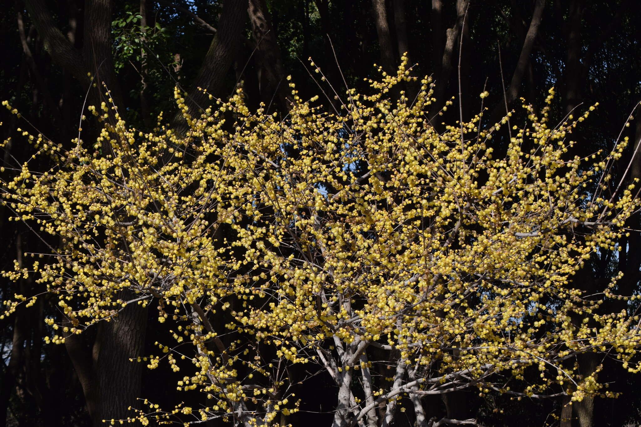 Image de Chimonanthus praecox (L.) Link