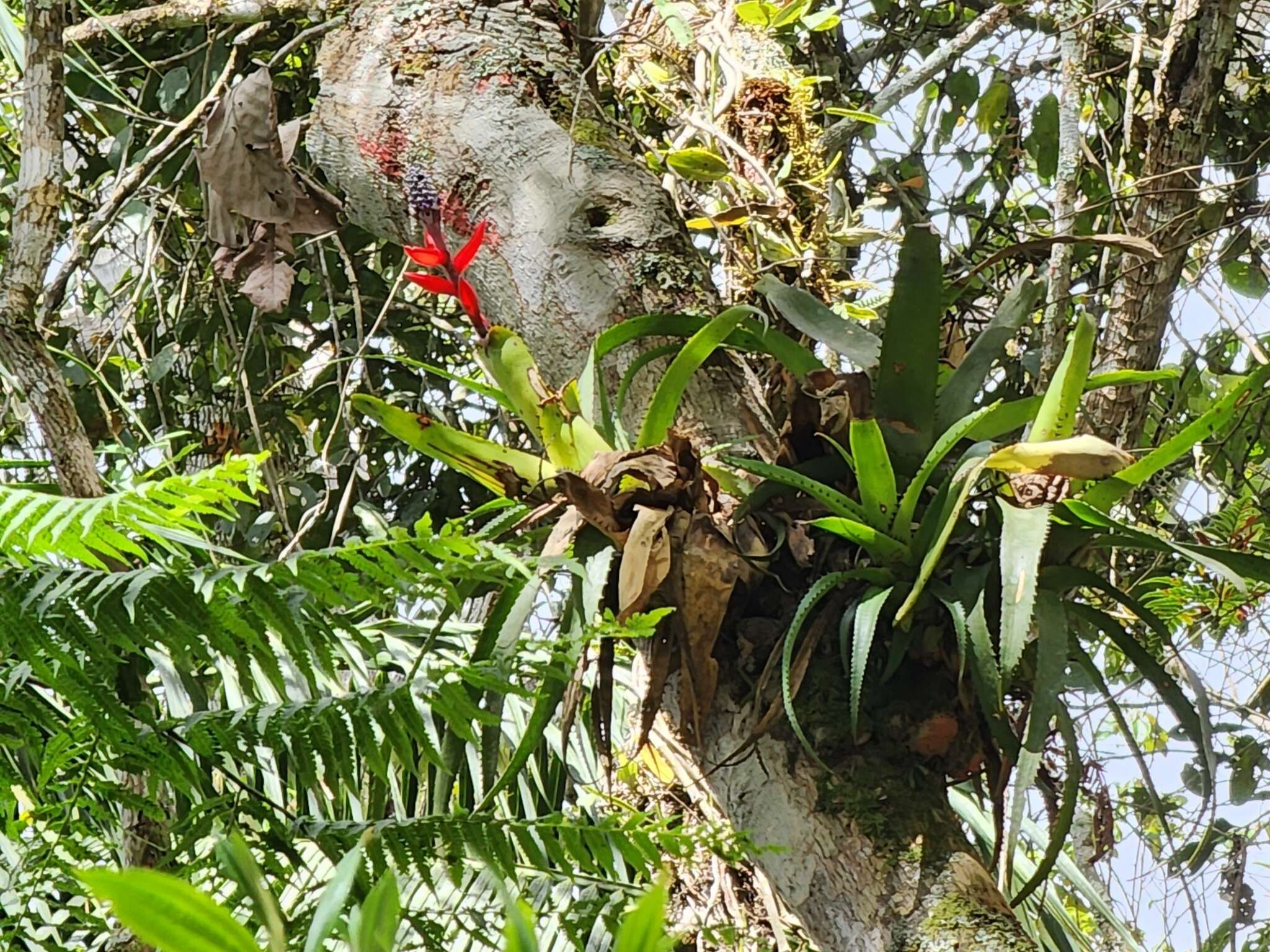 Aechmea triangularis L. B. Sm.的圖片