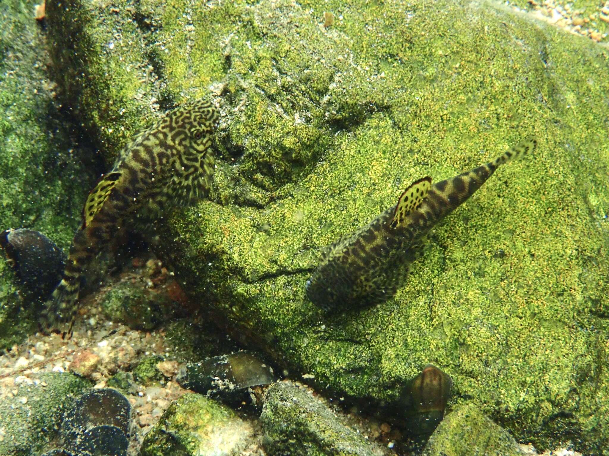 Image of Sucker-belly loach