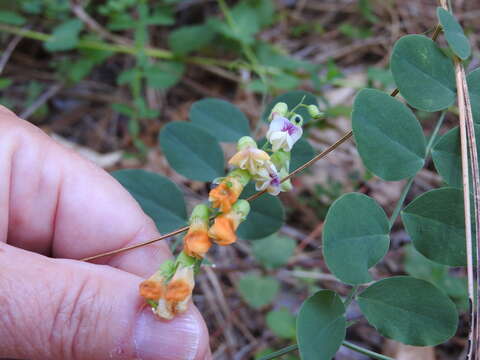 Lathyrus sulphureus A. Gray resmi