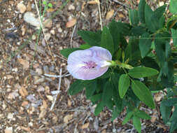 Clitoria mariana var. mariana resmi