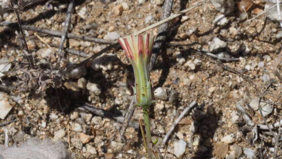 Слика од Calycoseris parryi A. Gray