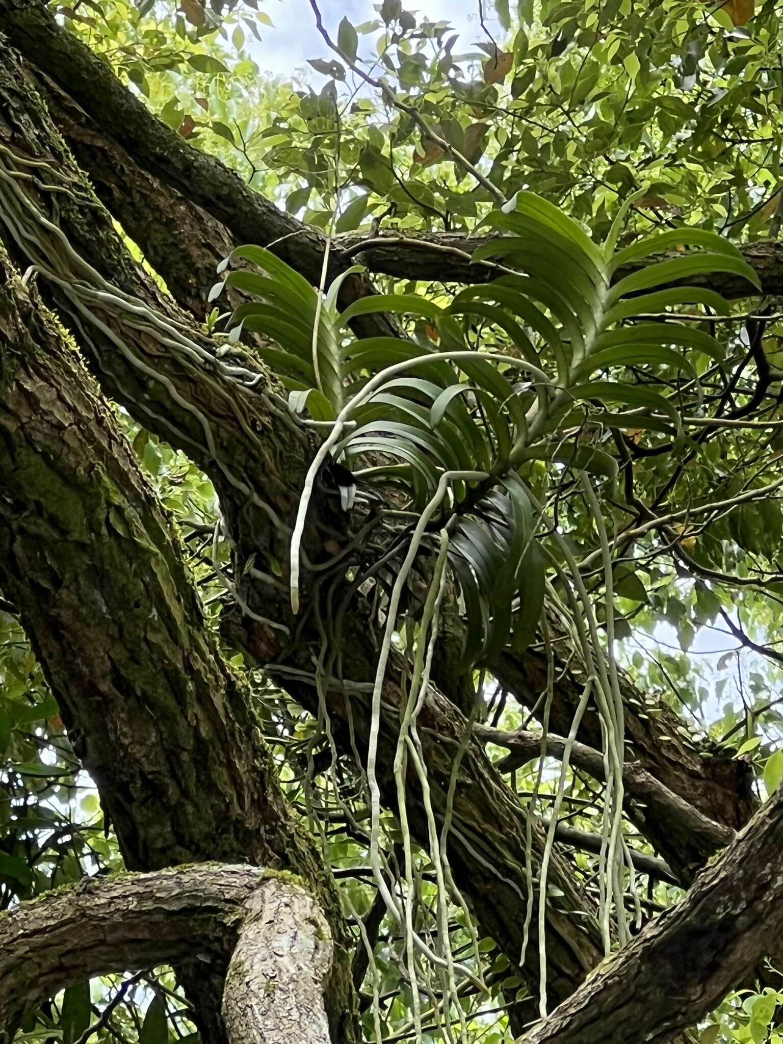 Imagem de Cleisostoma paniculatum (Ker Gawl.) Garay