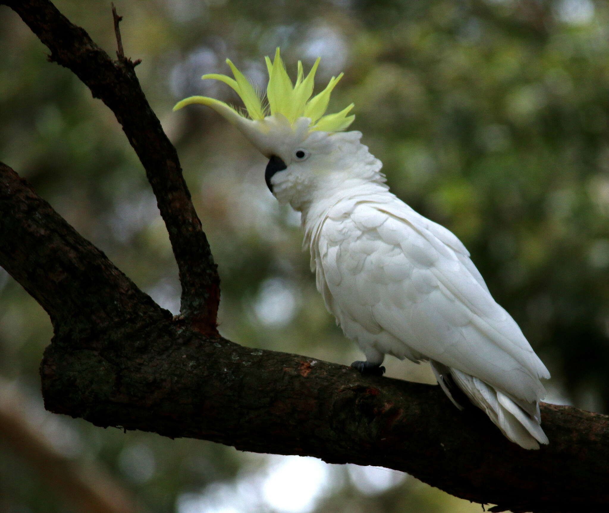 Image of Sulphur-crested Cockatoo