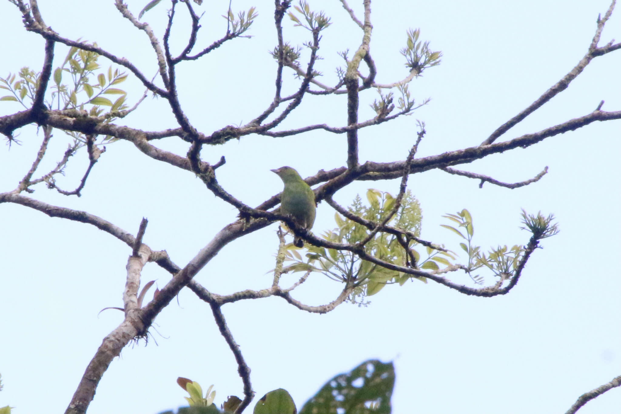 Image of Rufous-winged Tanager