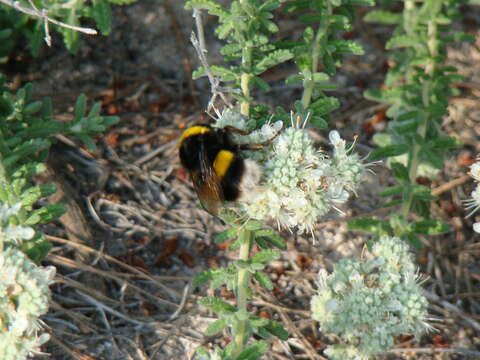 Image of Teucrium dunense Sennen