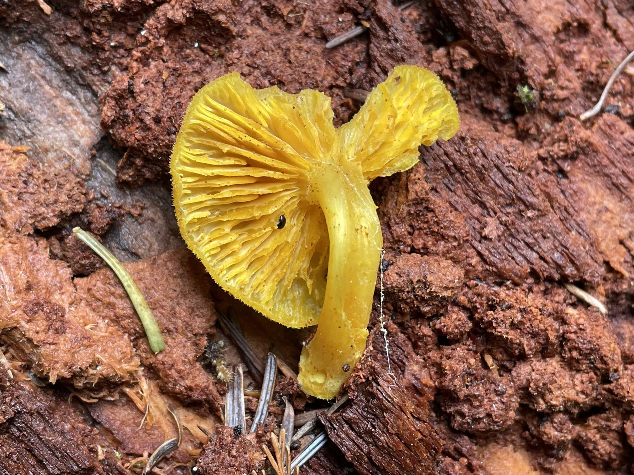 Image de Chrysomphalina chrysophylla (Fr.) Clémençon 1982