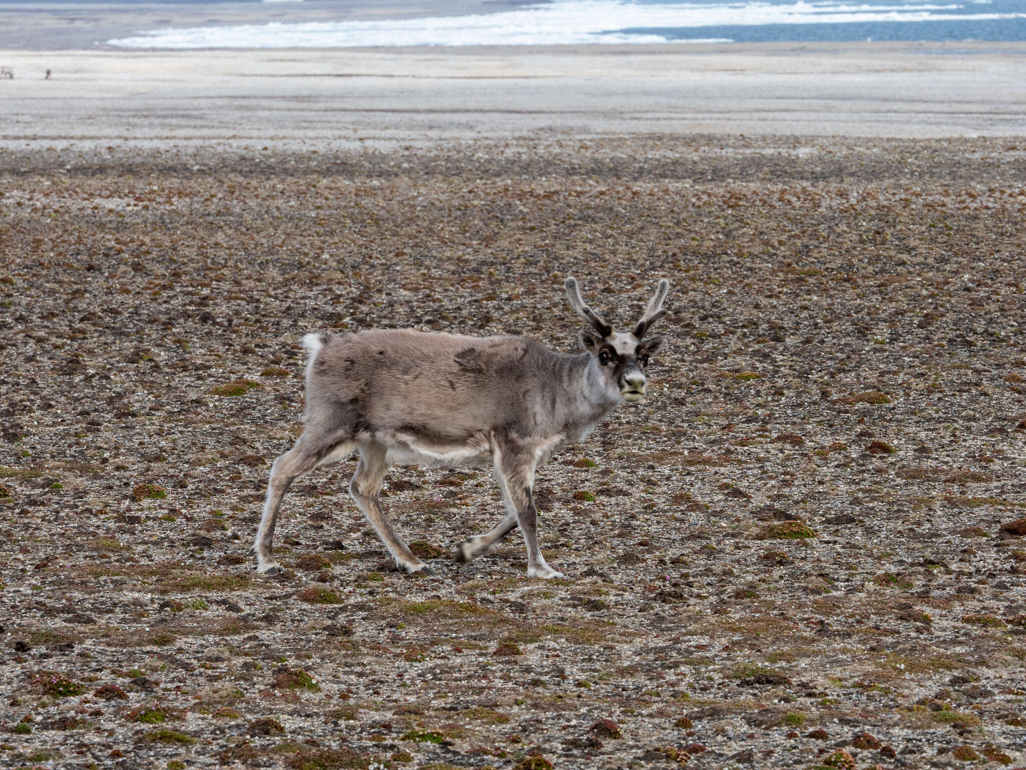 Image of Svalbard reindeer