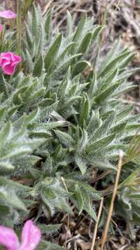 Image of Yreka phlox