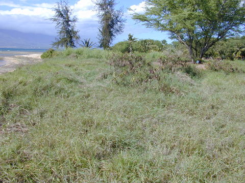 Image of white leadtree