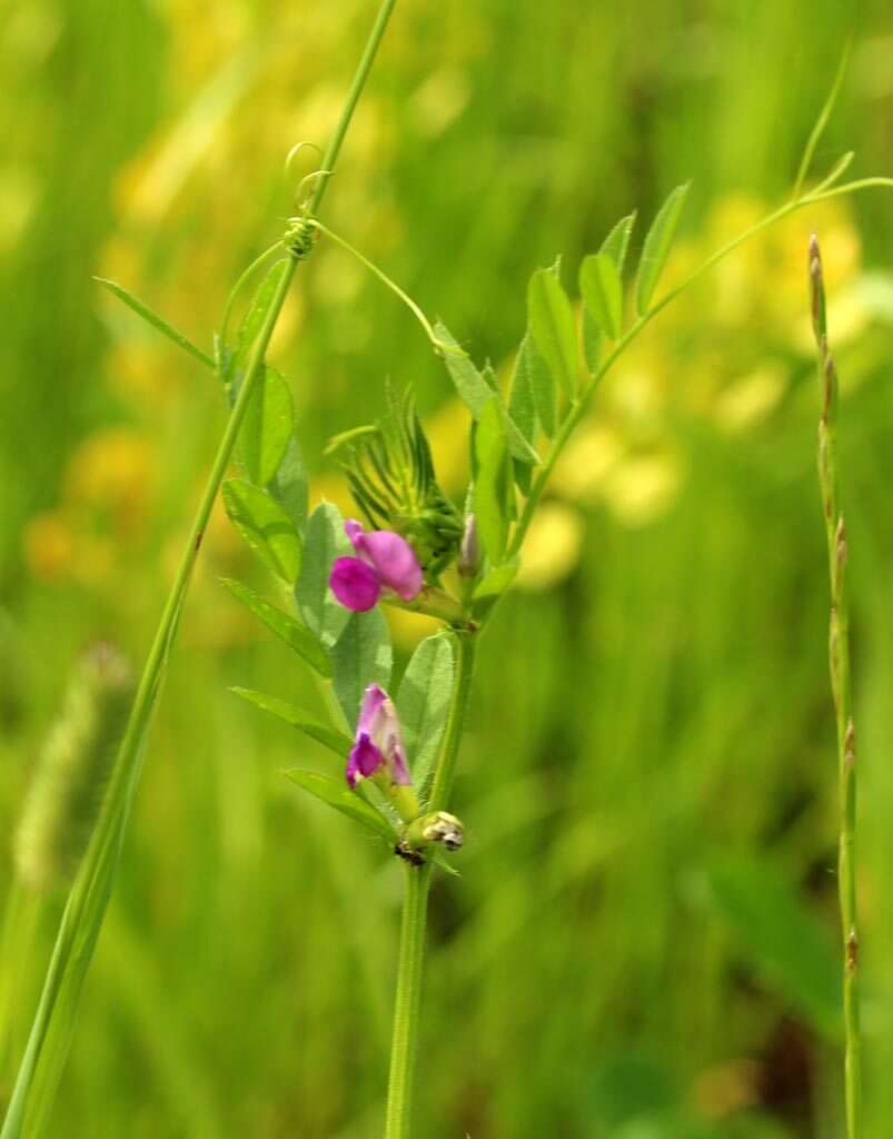 Imagem de Vicia sativa subsp. nigra (L.) Ehrh.