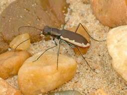 Image of Cobblestone Tiger Beetle