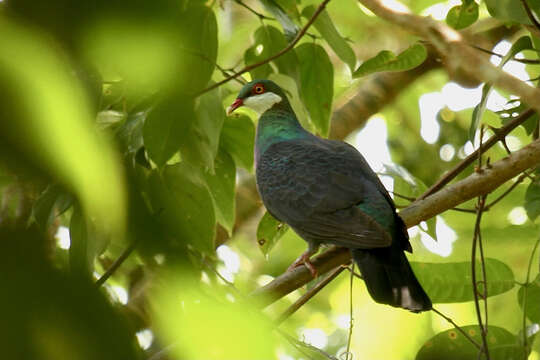 Image of Metallic Pigeon