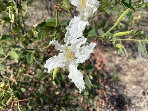 Image of Bauhinia petersiana Bolle