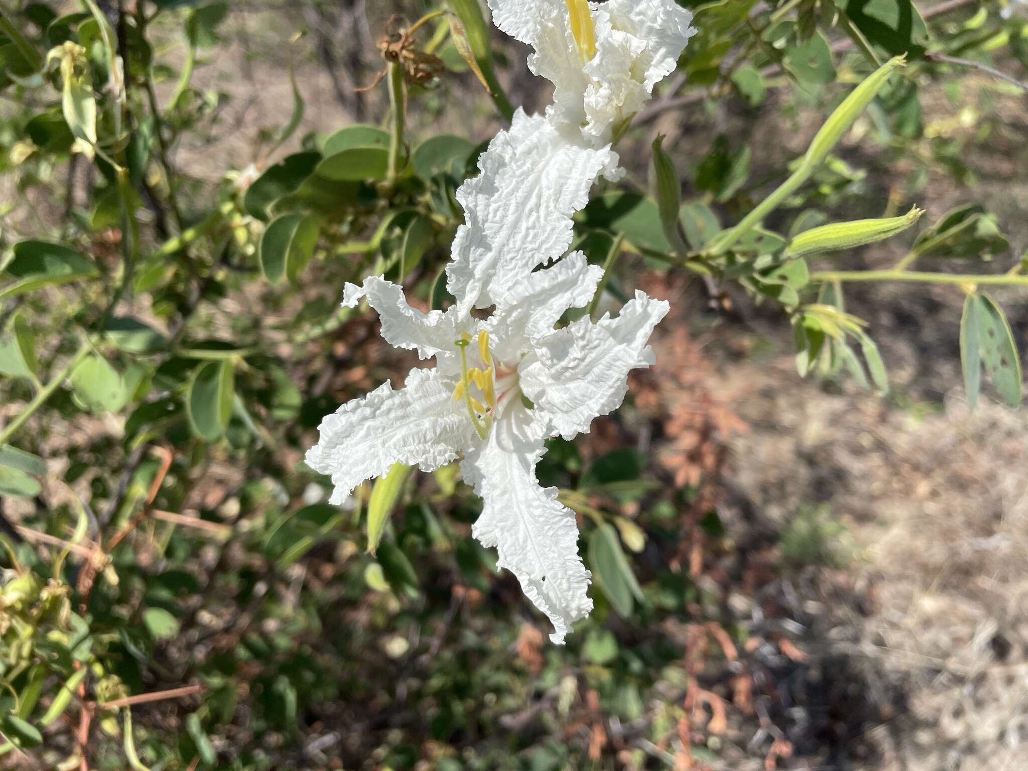 Plancia ëd Bauhinia petersiana Bolle