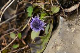 Image of Globularia trichosantha Fischer & C. A. Meyer