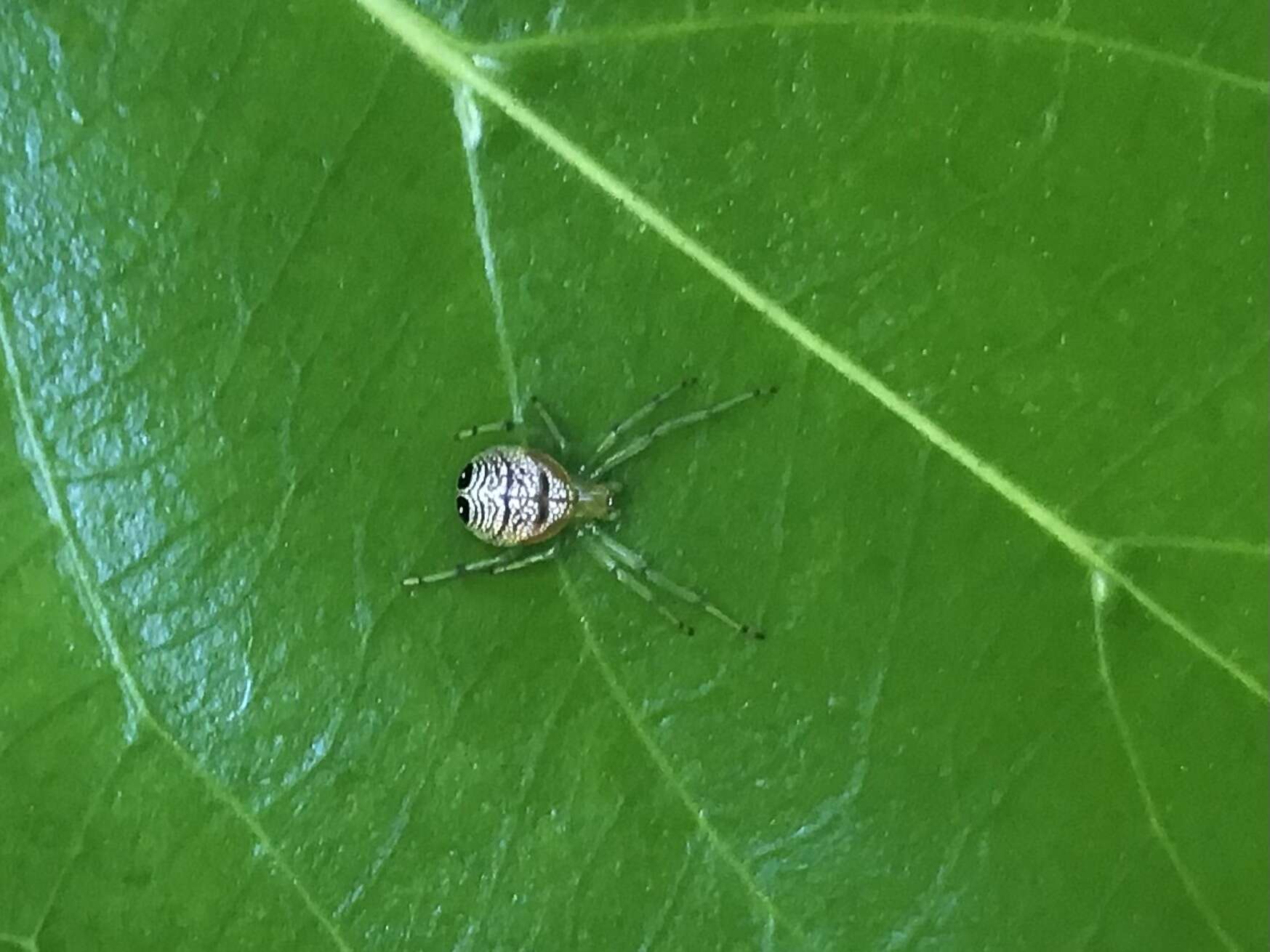 Image of Bijoaraneus praesignis (L. Koch 1872)