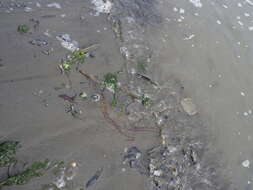 Image of Sea nettle