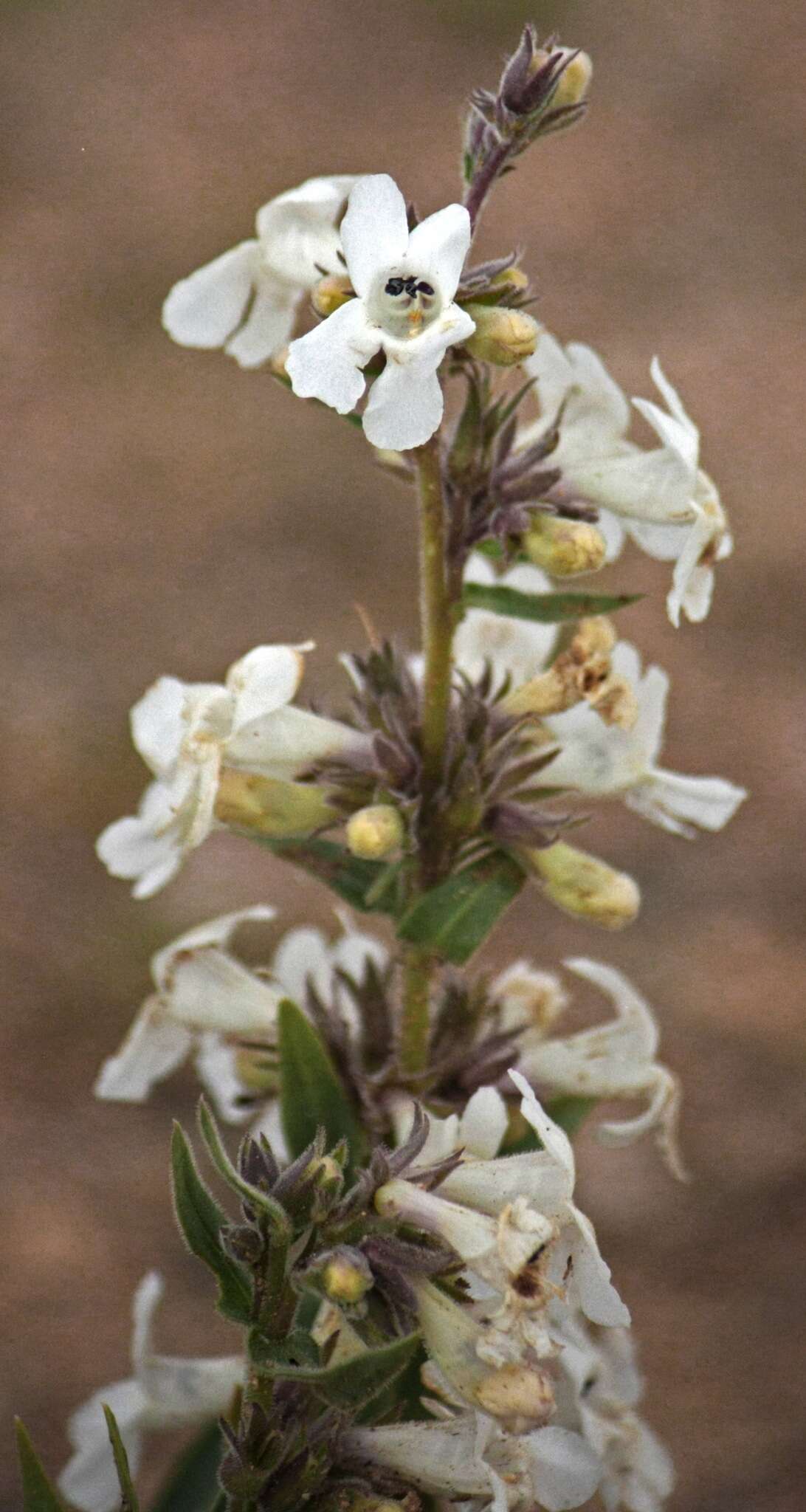 Image de Penstemon albidus Nutt.