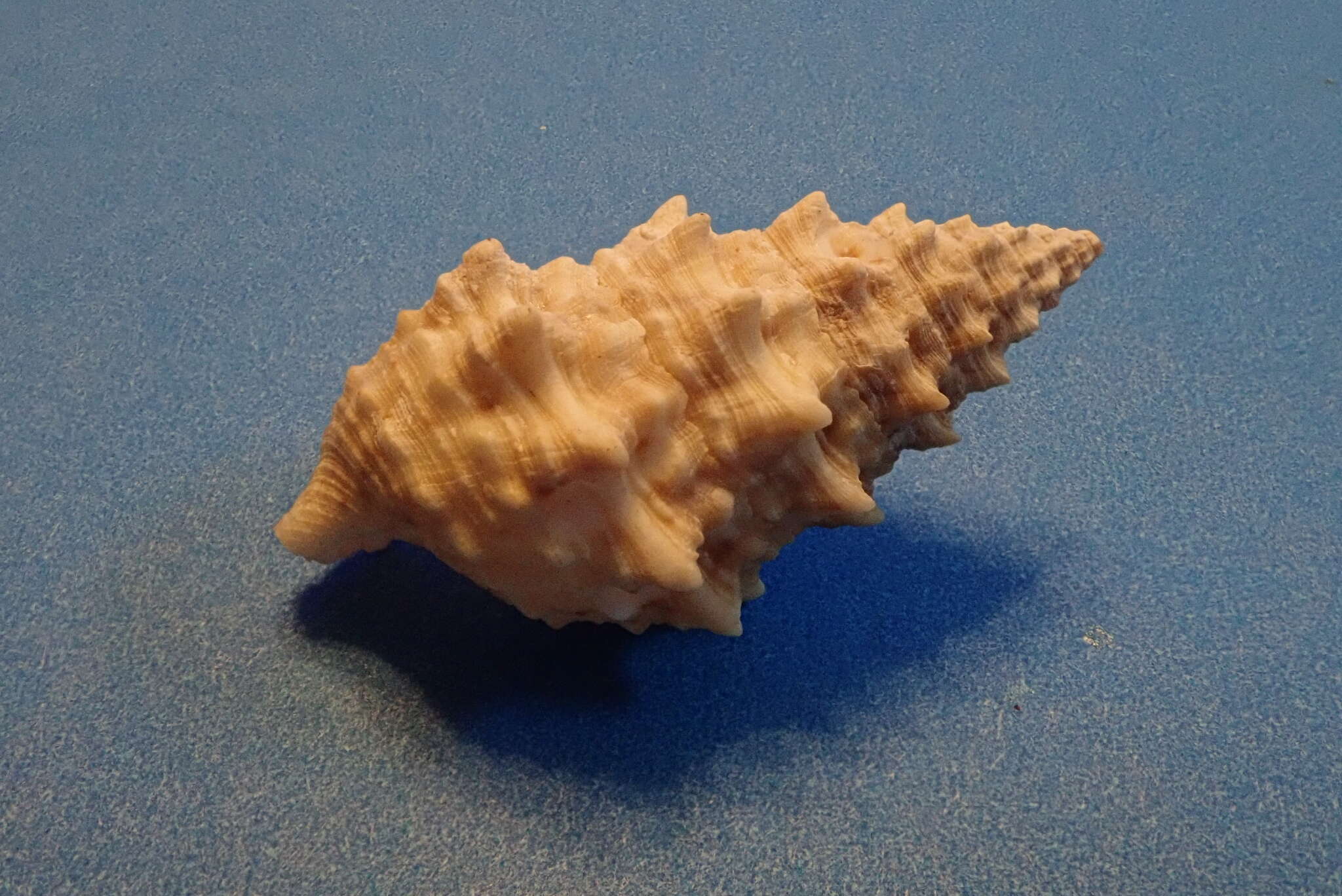 Sivun Cerithium echinatum Lamarck 1822 kuva