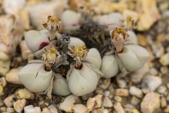 Image of Gibbaeum album N. E. Br.