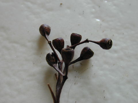 Image of gray ironbark