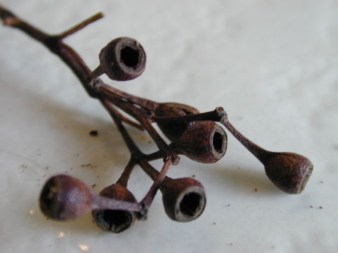 Image of gray ironbark
