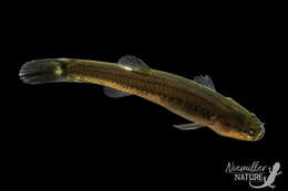 Image of Forbesichthys