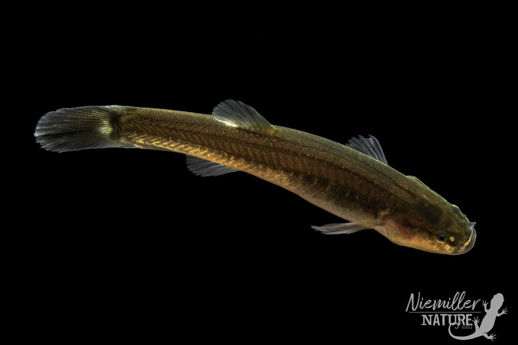 Image of Forbesichthys