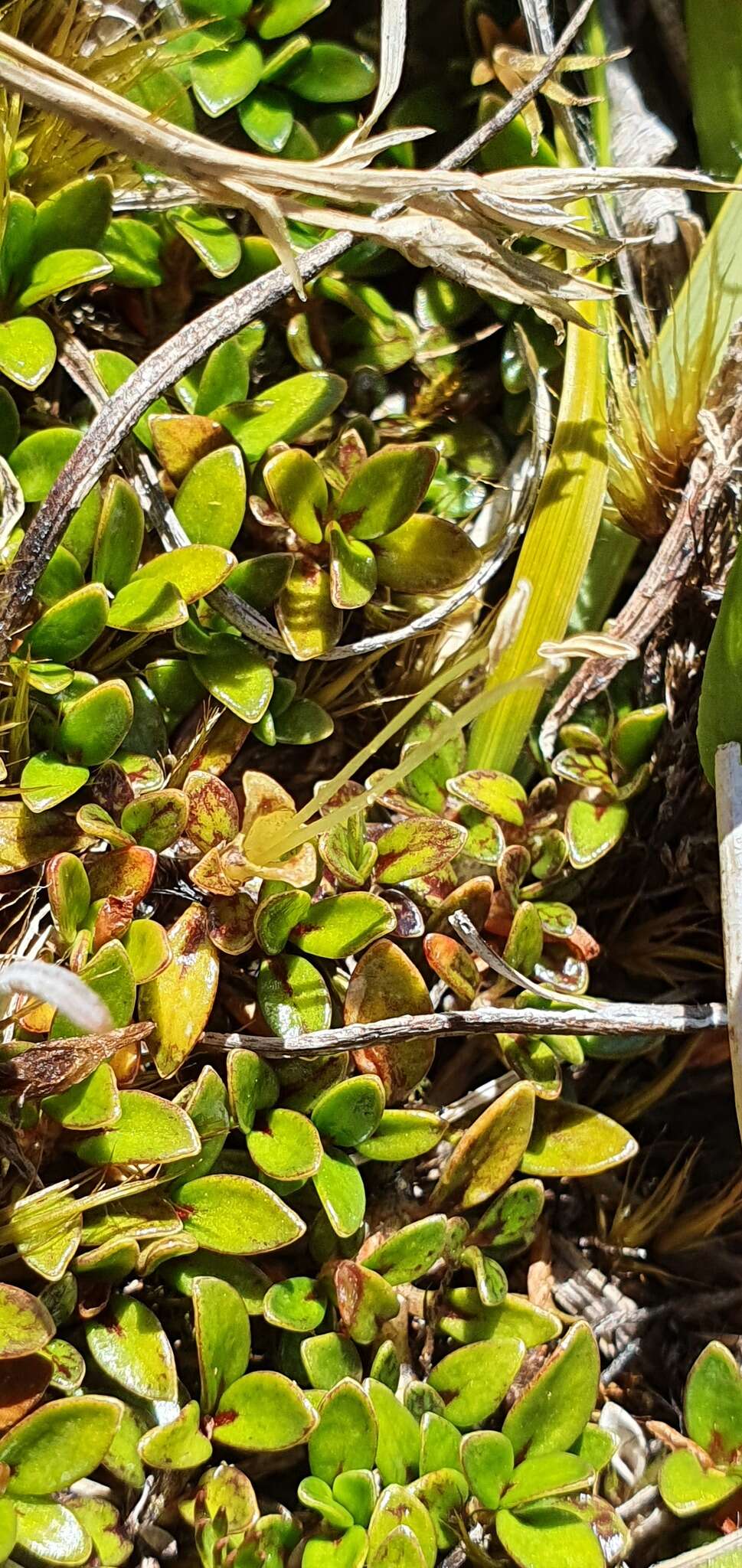 Image of Coprosma perpusilla subsp. perpusilla