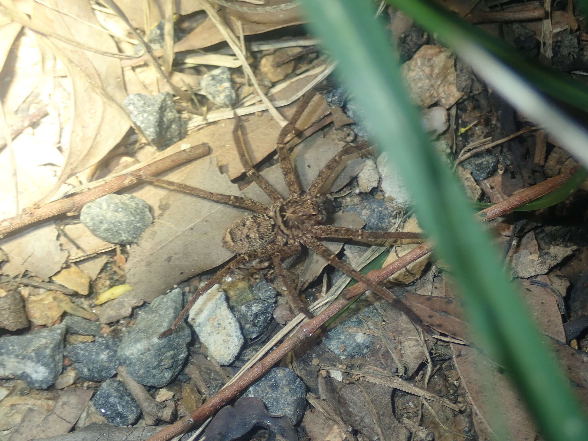 Image of Heteropoda jugulans (L. Koch 1876)