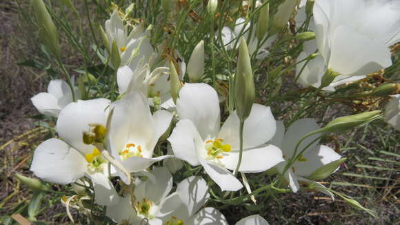 Sivun Eustoma exaltatum subsp. exaltatum kuva