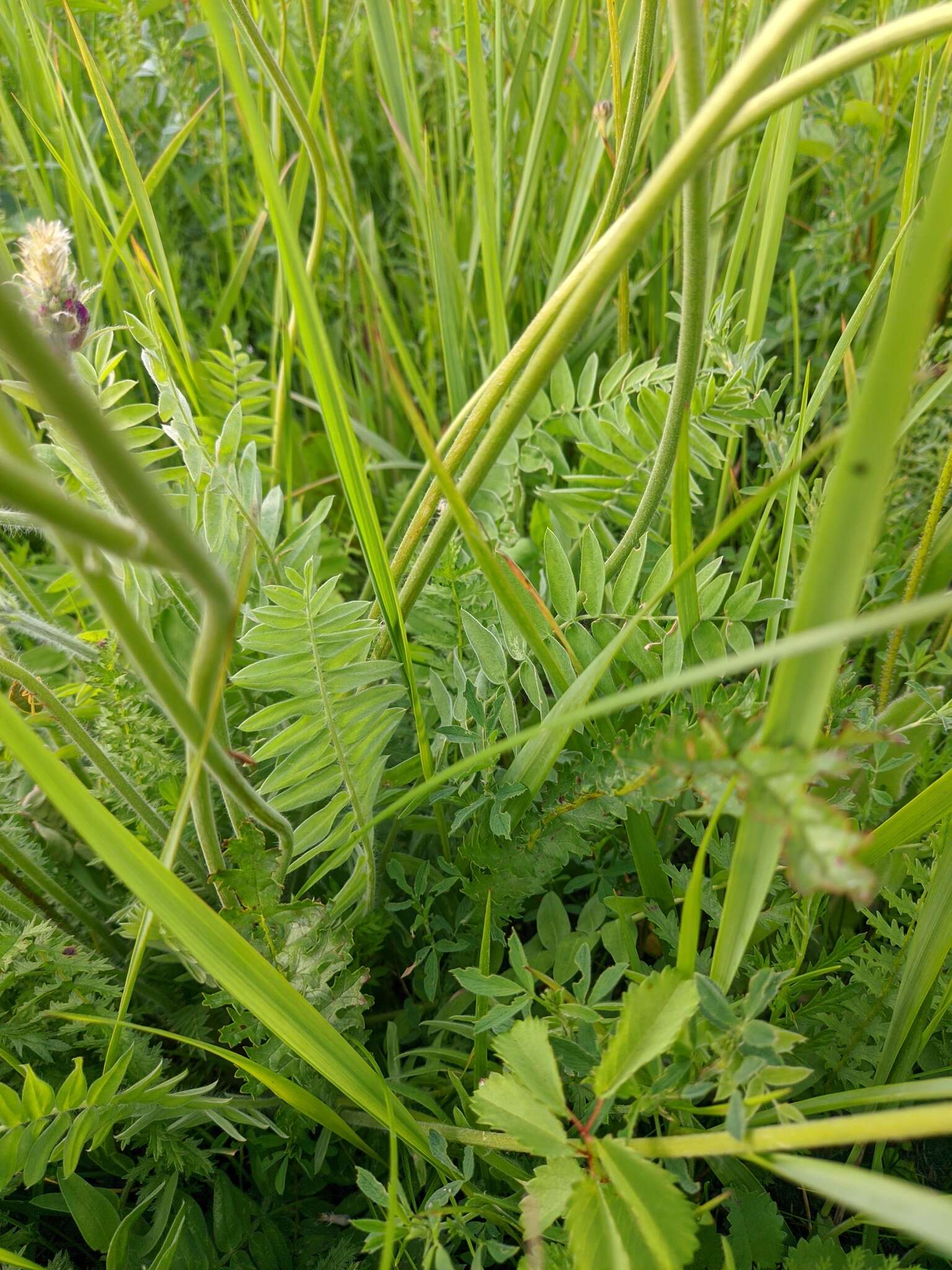 Image de Oxytropis campanulata Vassilcz.