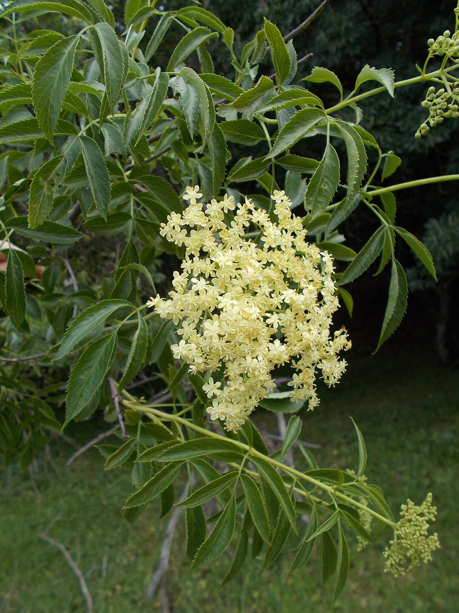 Sivun <i>Sambucus cerulea</i> kuva