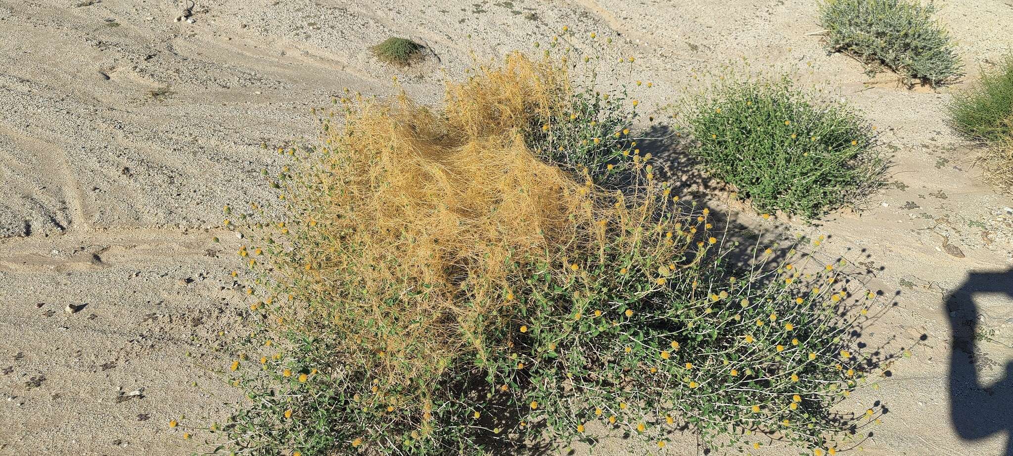 Image of chaparral dodder