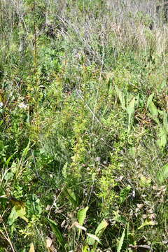 Image of Thalictrum simplex subsp. amurense (Maxim.) Hand