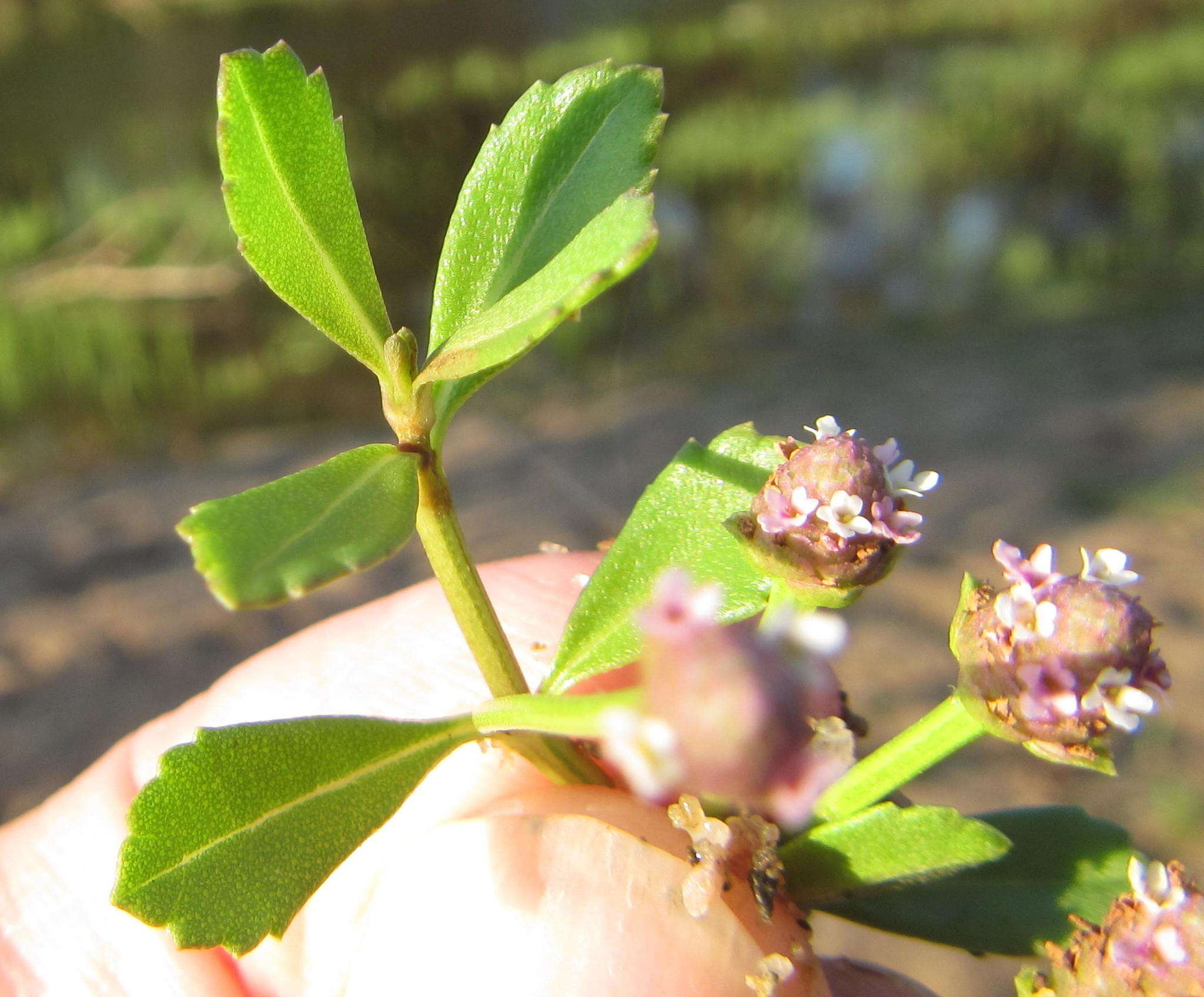 Image of Phyla nodiflora var. nodiflora