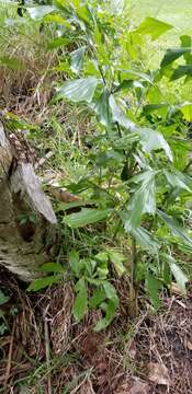 Image of Caryota maxima Blume