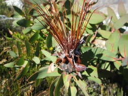 Imagem de Protea aurea subsp. aurea