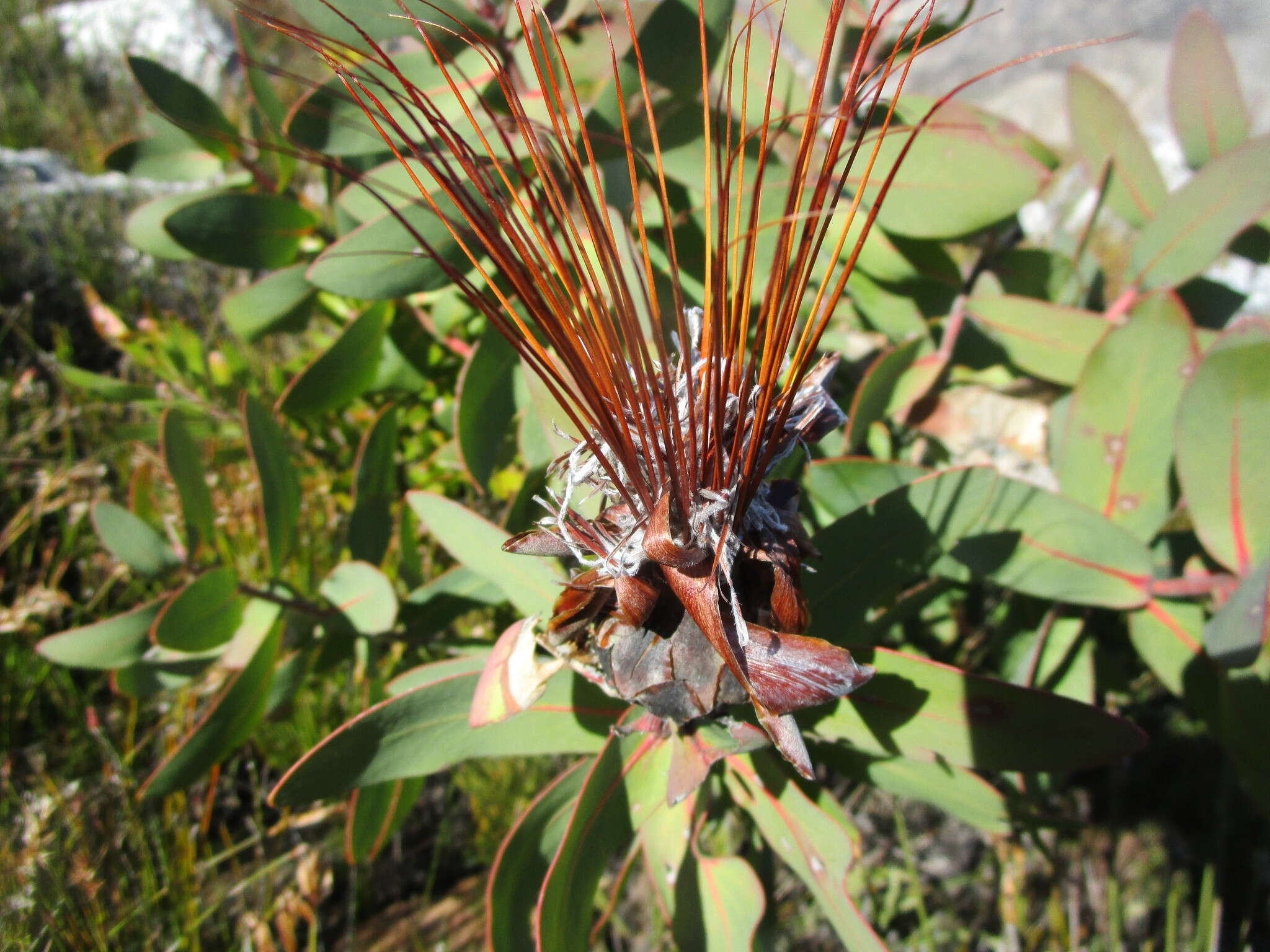 Imagem de Protea aurea subsp. aurea