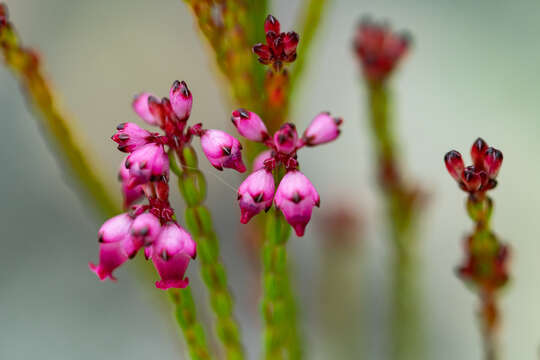 Image of Erica rhopalantha var. rhopalantha