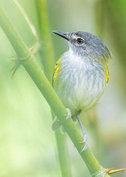 Image of Slate-headed Tody-Flycatcher