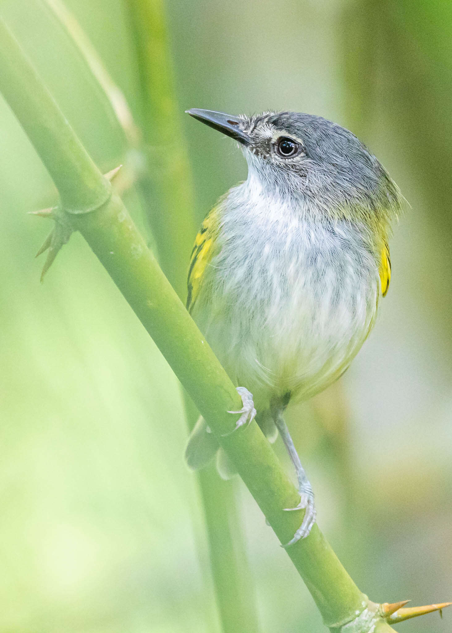 Image of Slate-headed Tody-Flycatcher