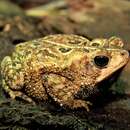 صورة Rhinella ocellata (Günther 1858)